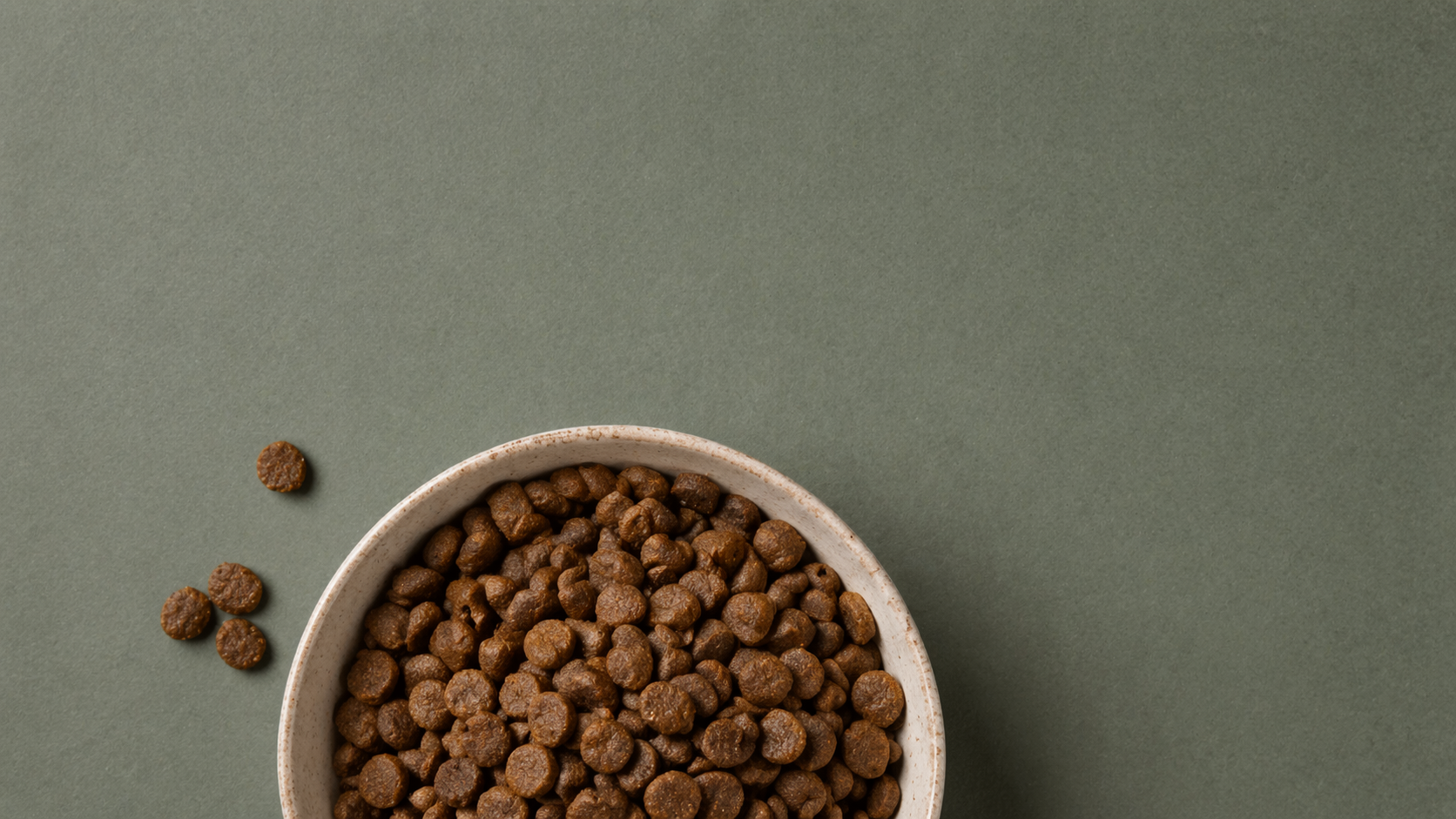 Cuenco de pienso Amykus para perro en banner de inicio