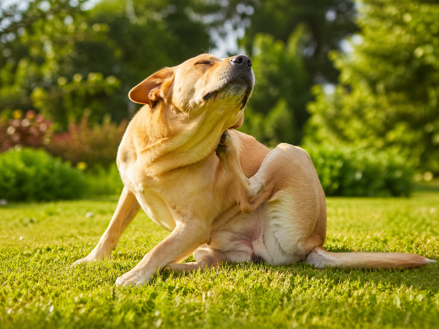 Mi perro tiene alergias: ¿Qué ingredientes evitar en el pienso?