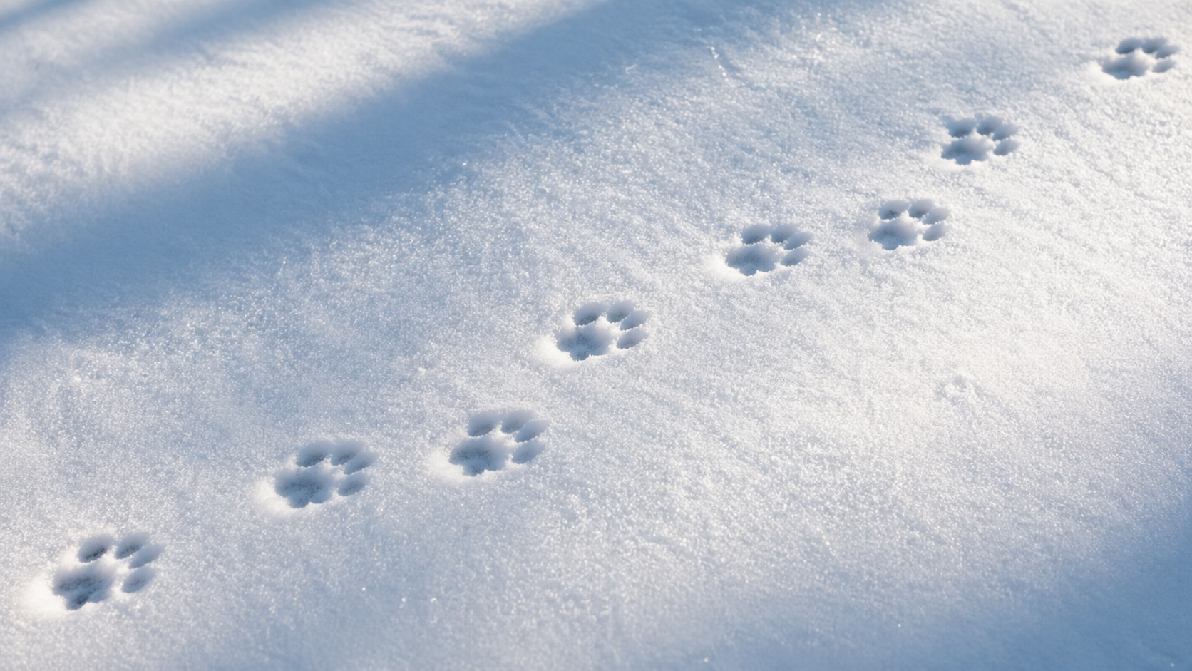 ¿Por qué los Gatos Solo Dejan Dos Marcas de Patas al Caminar?