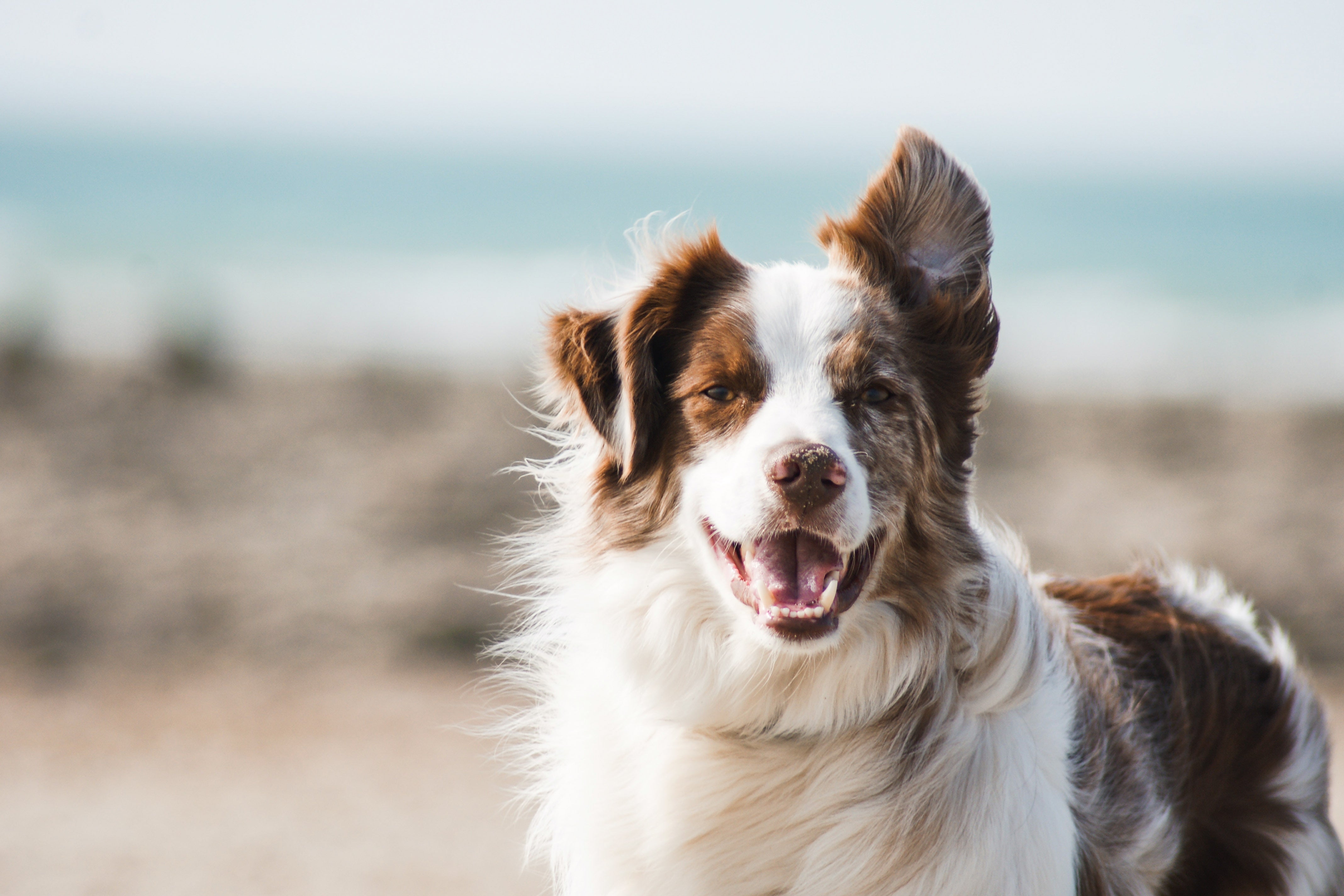 Alimentación Baja en Grasa para Perros: Beneficios y Opciones Saludables
