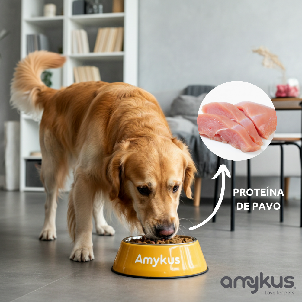 Perro junto al pienso Amykus 