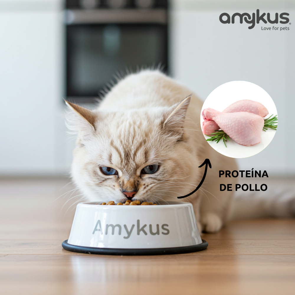Gato junto al pienso Amykus Original Cat 