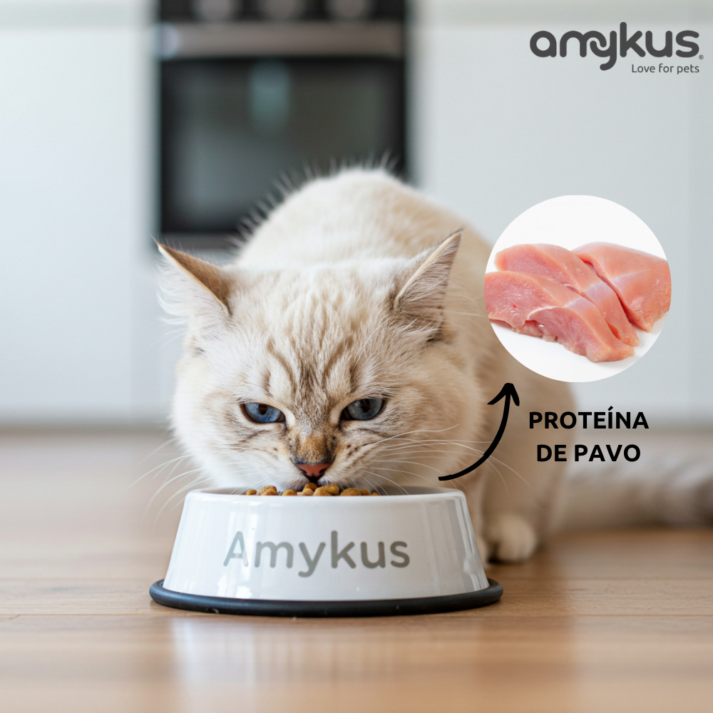 Gato junto al pienso Amykus Original Cat Sterilized