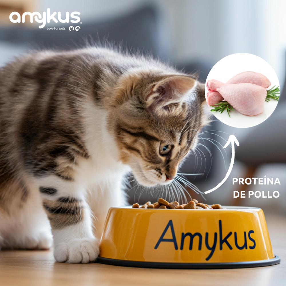Gatito junto al pienso Amykus Original Kitty