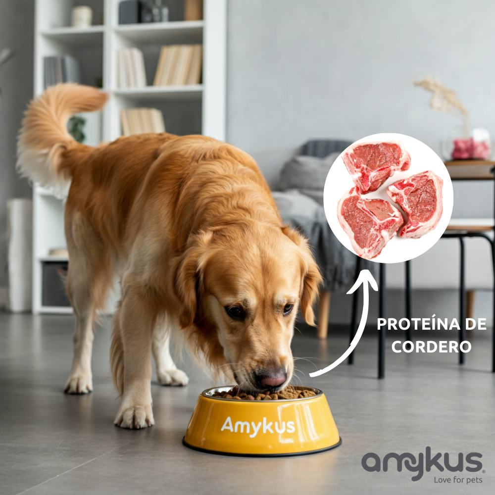 Perro junto al pienso Amykus Original Lamb and Rice