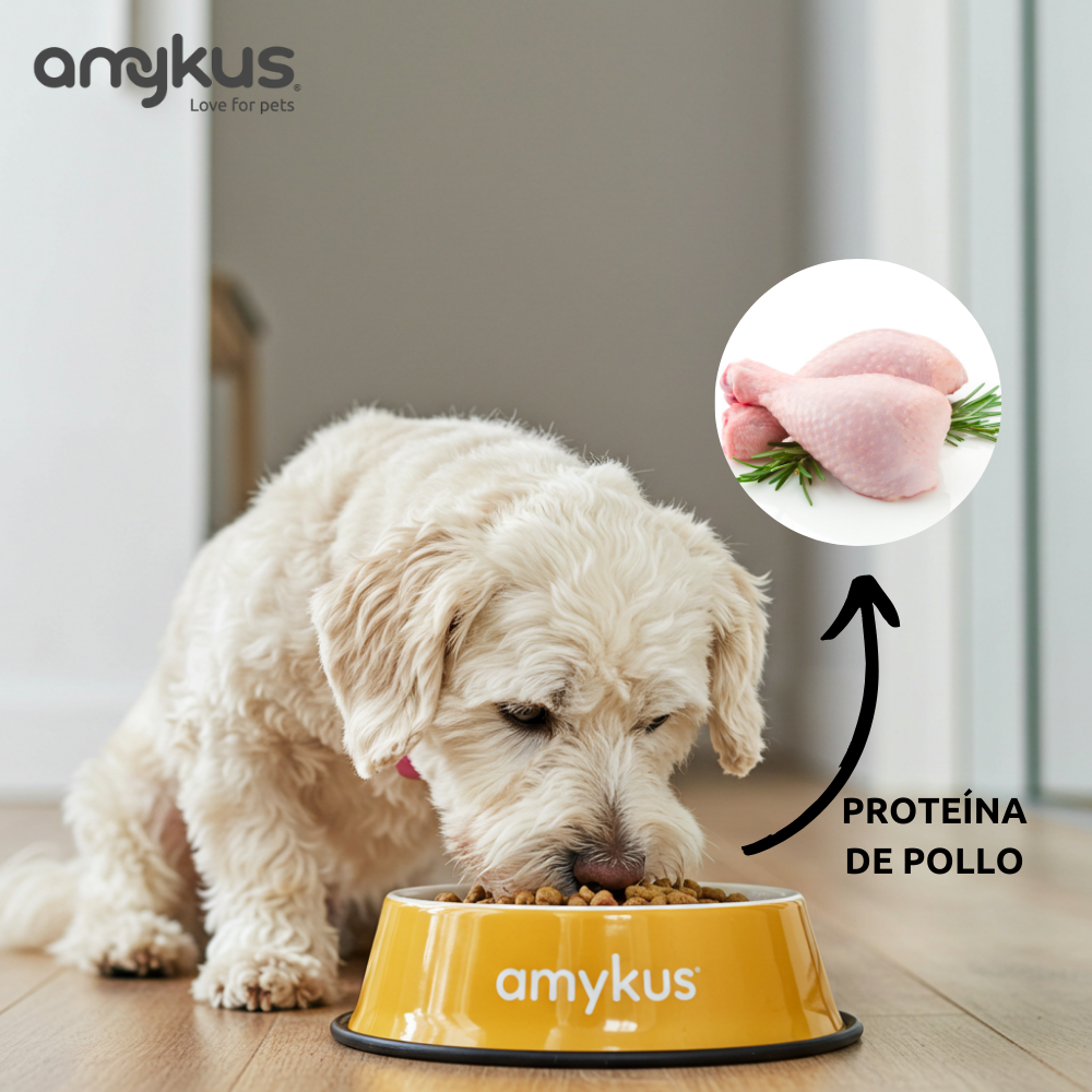 Perro pequeño junto al pienso Amykus Original Mini Adult