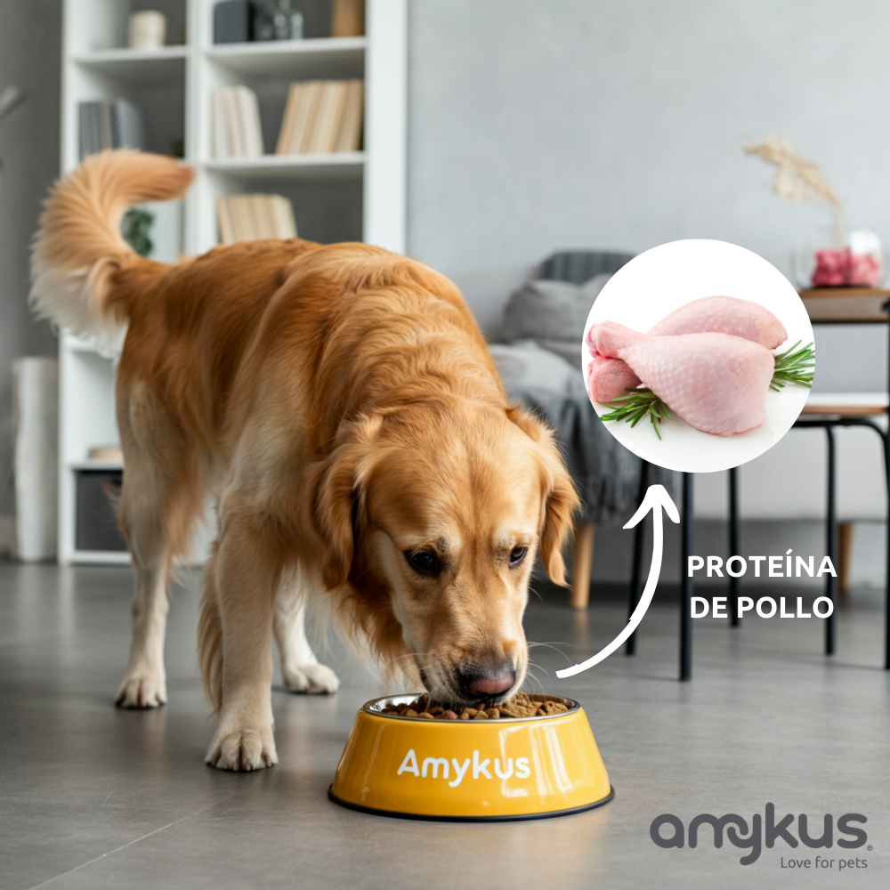 Perro junto al pienso Amykus 