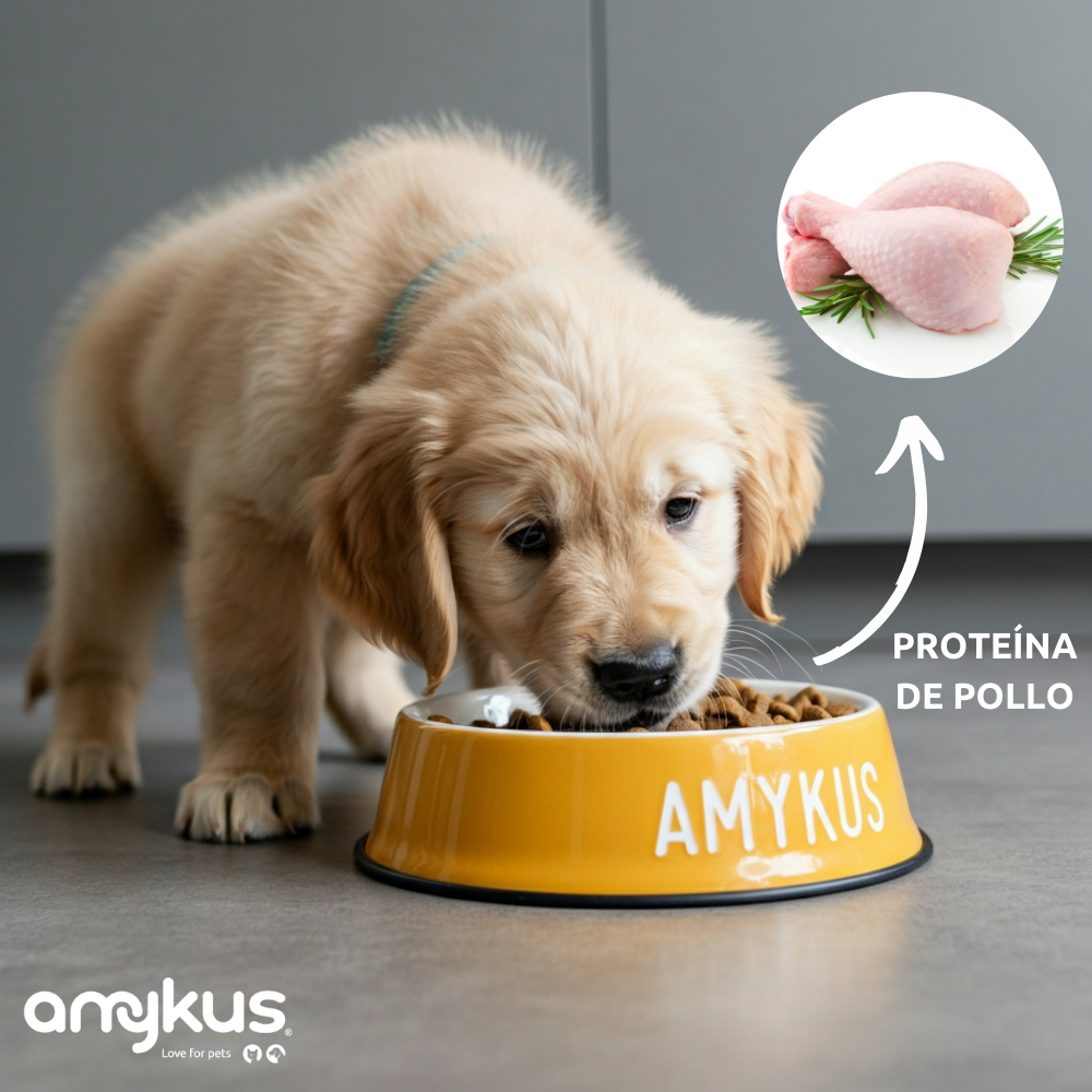 Cachorro junto al pienso Amykus Original Puppy