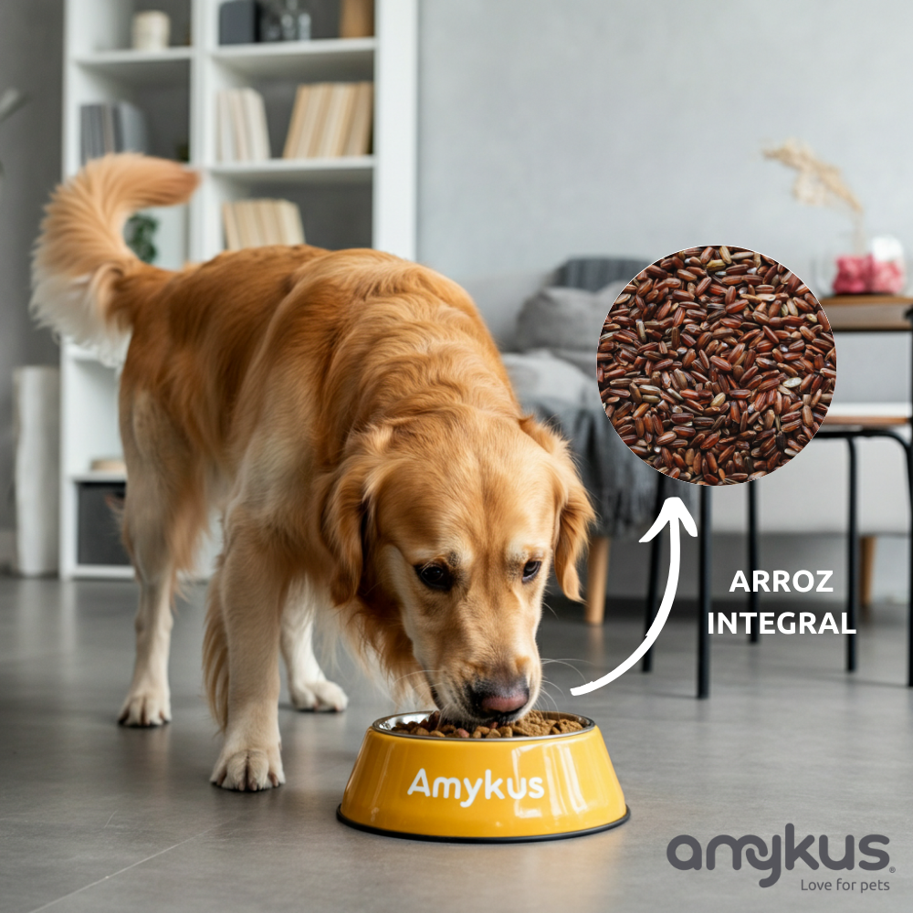 Perro junto al pienso Amykus Original Vegan