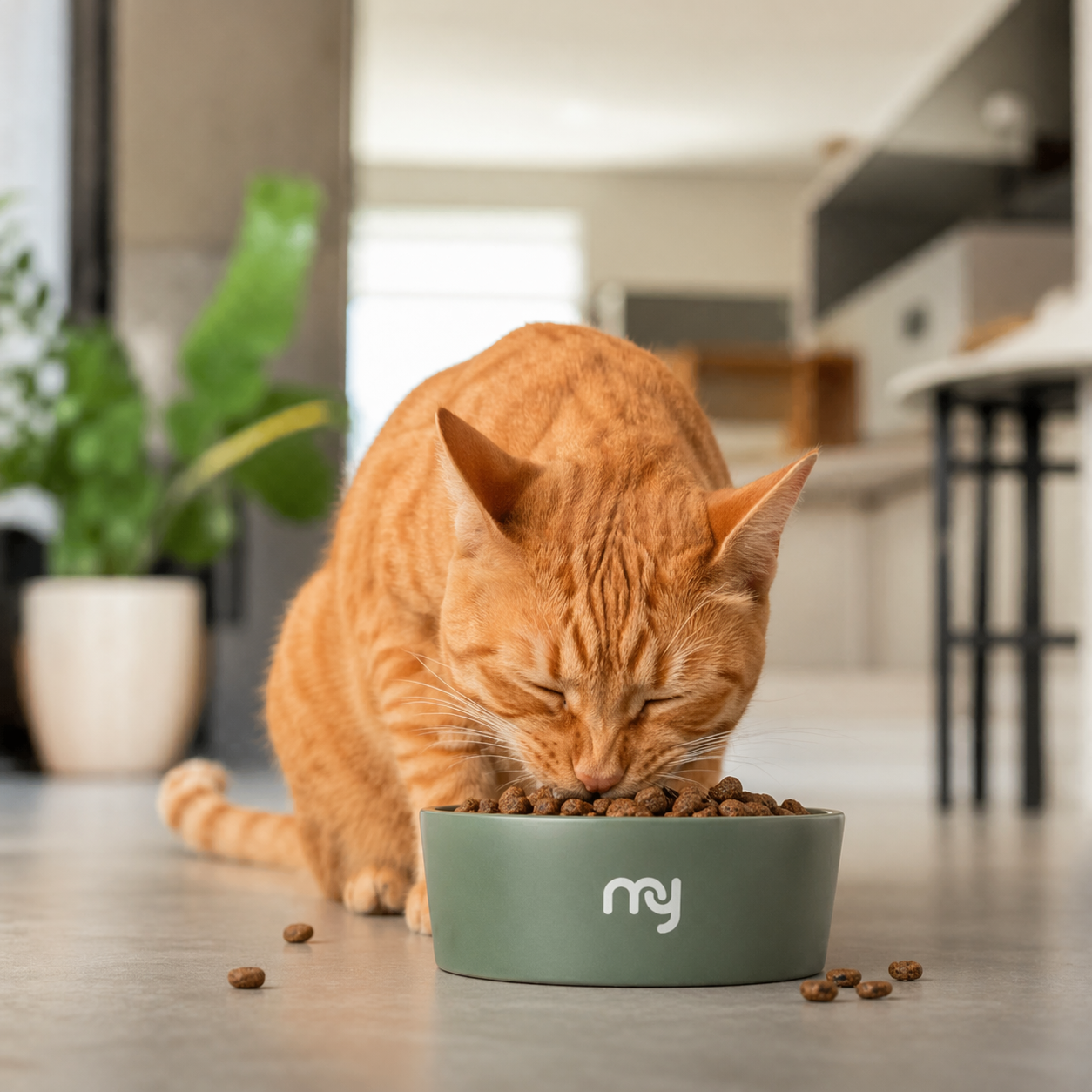 Gato comiendo pienso Amykus en un cuenco en casa